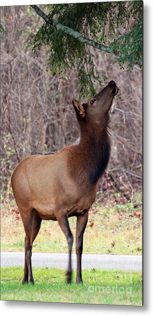 Female Elk Metal Print featuring the photograph Reaching for a Treat by Jennifer Robin