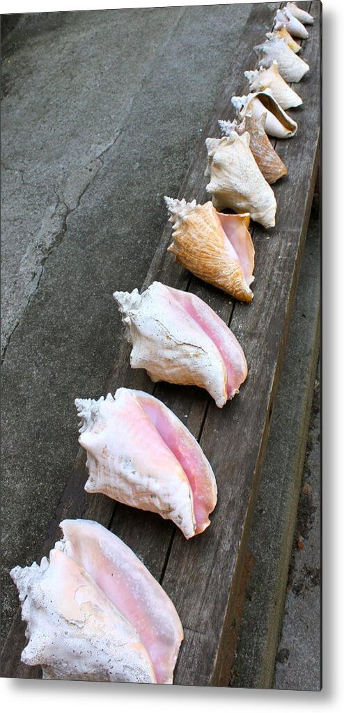 Shells Metal Print featuring the photograph Shell Collection by Lauren Serene