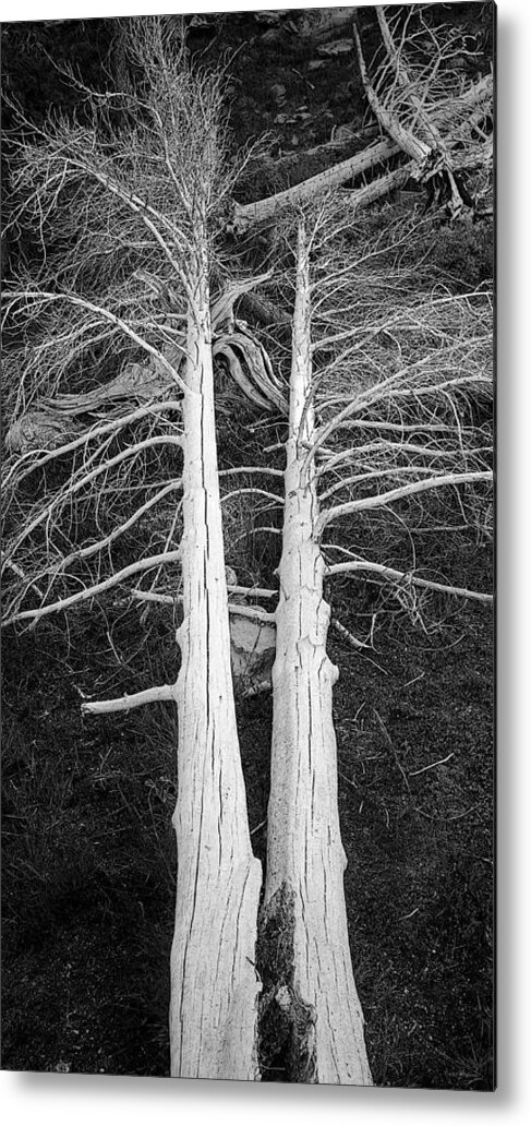 Dead Trees Metal Print featuring the photograph White Dead Trees by Crystal Wightman