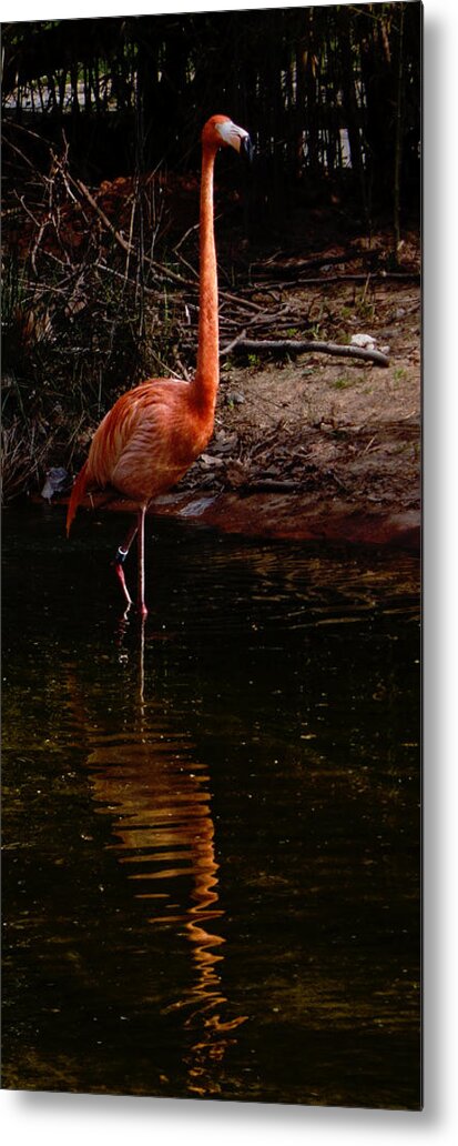Flamingo Metal Print featuring the photograph Flamingo at rest. by Weston Westmoreland