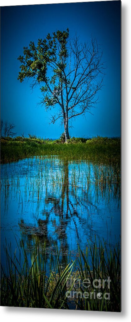 Tree Metal Print featuring the photograph Half Alive by Ronald Grogan