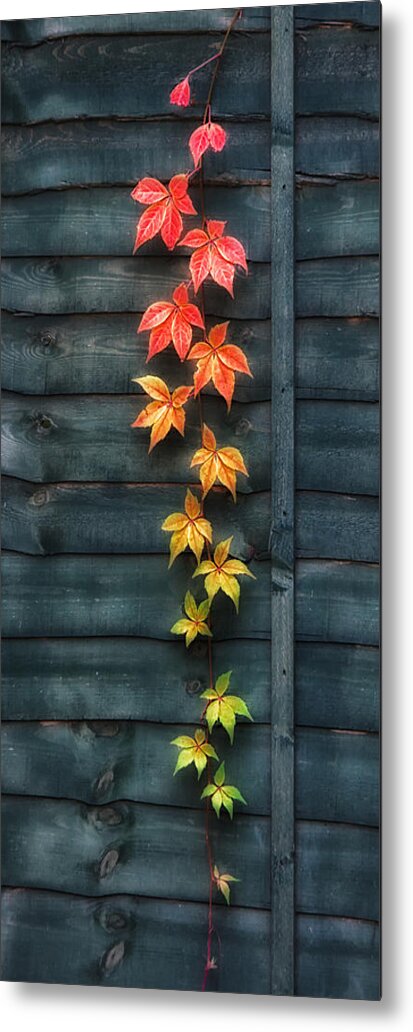 Shirley Mitchell Metal Print featuring the photograph Hanging colours by Shirley Mitchell
