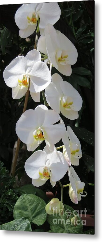 White Metal Print featuring the photograph Orchids Cascading by Anita Adams