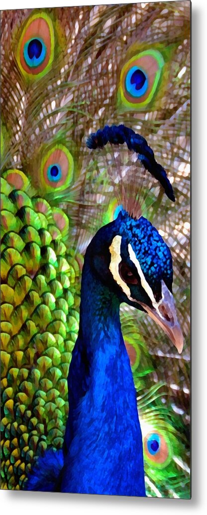 Peacock Metal Print featuring the photograph Peacock Pride by Angelina Tamez