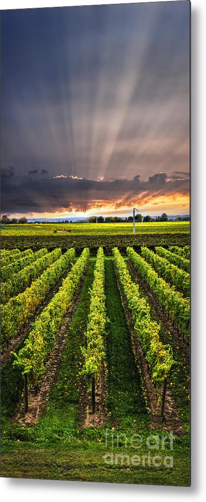 Vineyard Metal Print featuring the photograph Vineyard and sunset sky by Elena Elisseeva