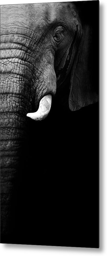 Africa Metal Print featuring the photograph Elephant Portrait by Wildphotoart