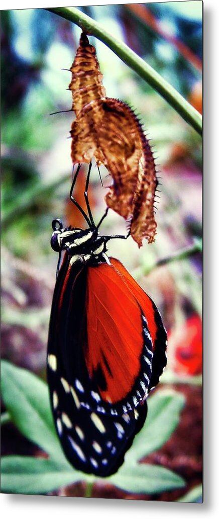 Butterfly Metal Print featuring the photograph New Life by Robert Knight