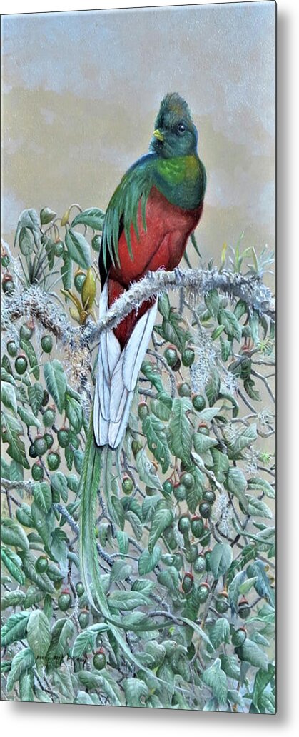 Barry Kent Mackay Metal Print featuring the painting Resplendent Quetzal by Barry Kent MacKay