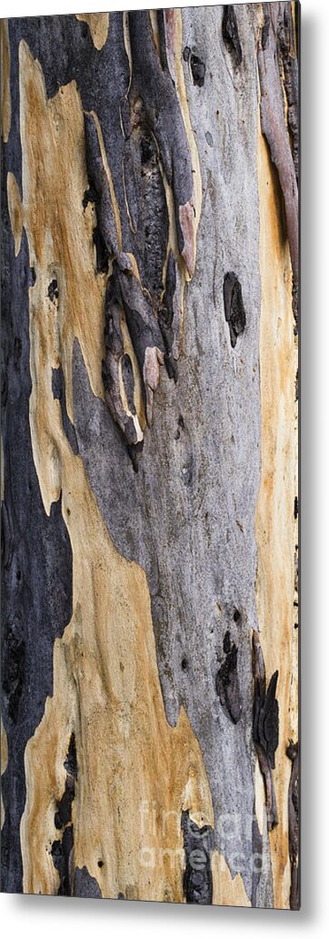 Australia Metal Print featuring the photograph Australia - Eucalyptus bark by Steven Ralser