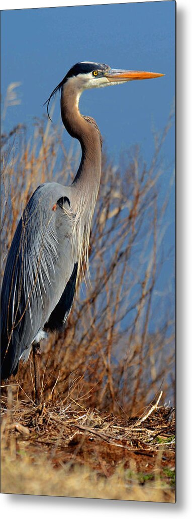 Blue Heron Metal Print featuring the photograph Focused by Jamie Pattison
