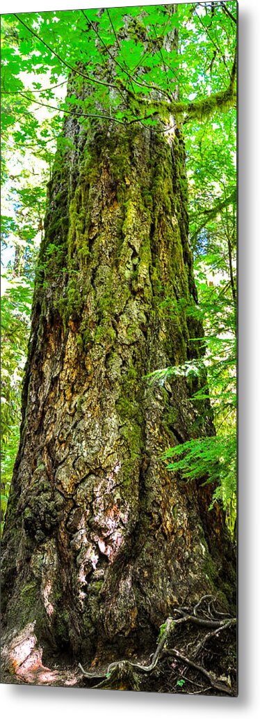 Old Growth Forest Metal Print featuring the photograph Majestic Spirit Cathedral Grove by Roxy Hurtubise