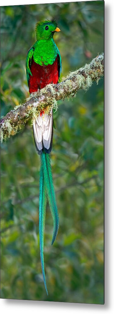 Photography Metal Print featuring the photograph Resplendent Quetzal Pharomachrus #1 by Panoramic Images