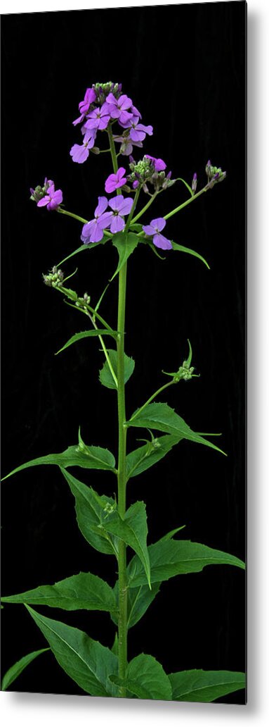 Phlox Metal Print featuring the photograph Phlox by Michael Peychich