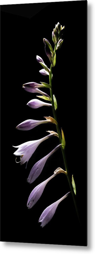 Blue Plantain Lily Metal Print featuring the photograph Blue Plantain Lily 2 by Kevin Suttlehan