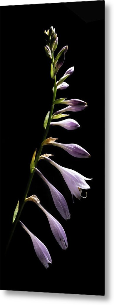 Blue Plantain Lily Metal Print featuring the photograph Blue Plantain Lily by Kevin Suttlehan