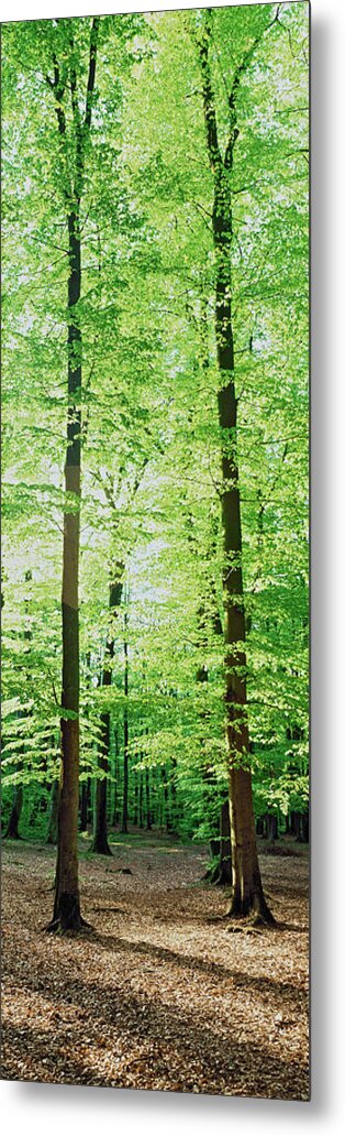 Photography Metal Print featuring the photograph Trees In A Forest, Germany #2 by Panoramic Images