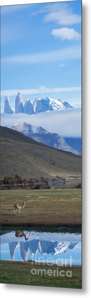 Andes Metal Print featuring the photograph Andes and Guanaco by Patrick Nowotny