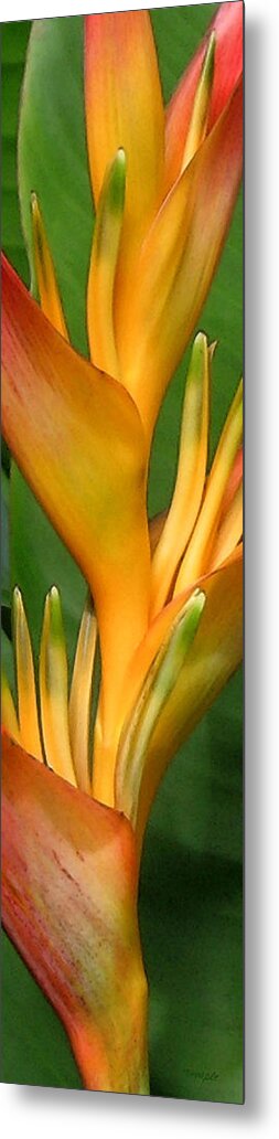 Heliconia Metal Print featuring the photograph Hawaii Dreaming 2 by James Temple