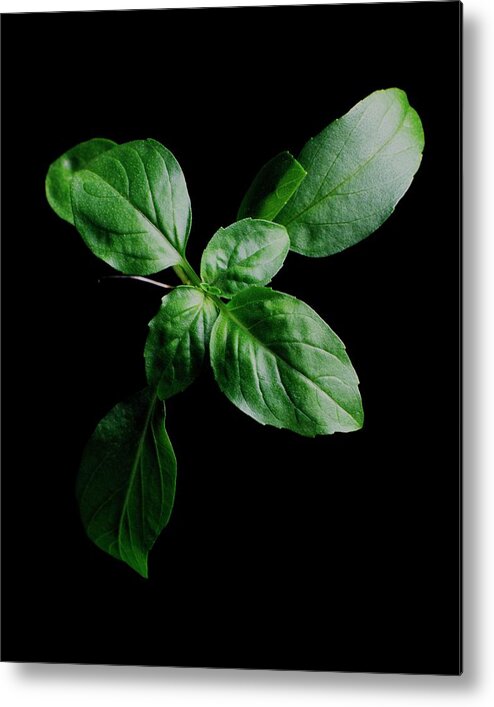 Herbs Metal Print featuring the photograph A Sprig Of Basil #1 by Romulo Yanes
