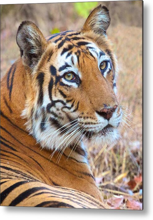 India Metal Print featuring the photograph Bandhavgarh Tigeress #1 by David Beebe