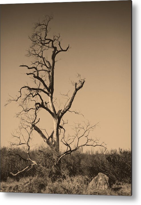 Tree Metal Print featuring the photograph Barren #1 by Dave Hall