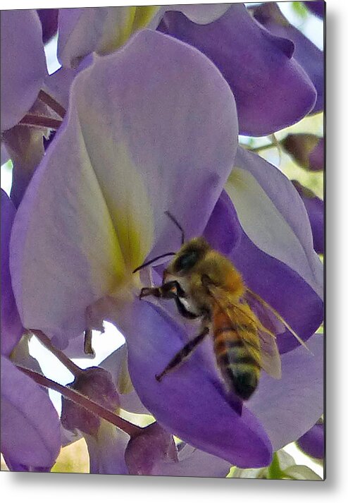 Bee Metal Print featuring the photograph Bee in Wisteria #2 by Claudia Goodell