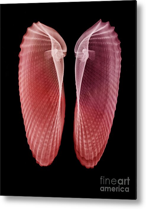 Angelwing Clam Metal Print featuring the photograph Clam Shells X-ray #1 by Bert Myers