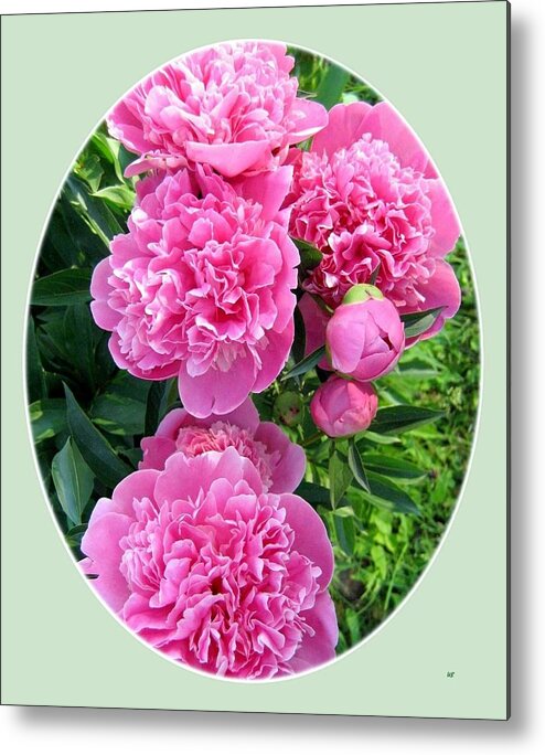 Country Peonies Metal Print featuring the photograph Country Peonies #1 by Will Borden