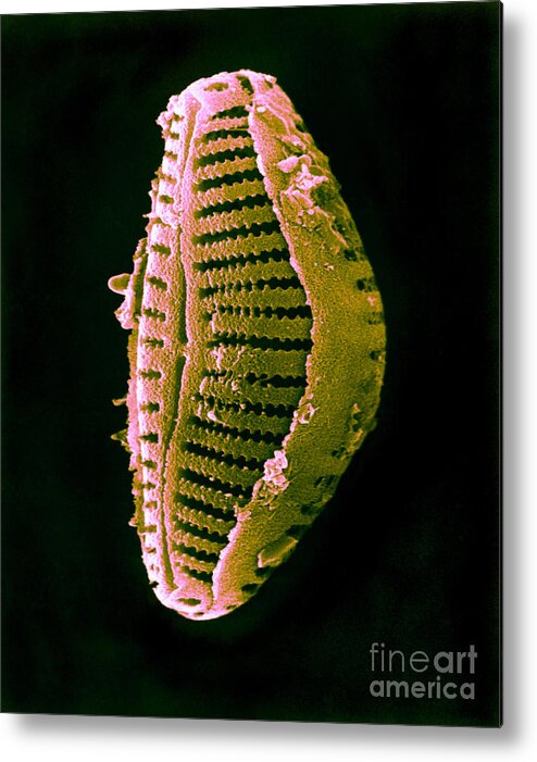 Diatom Metal Print featuring the photograph Diatom #1 by David M. Phillips