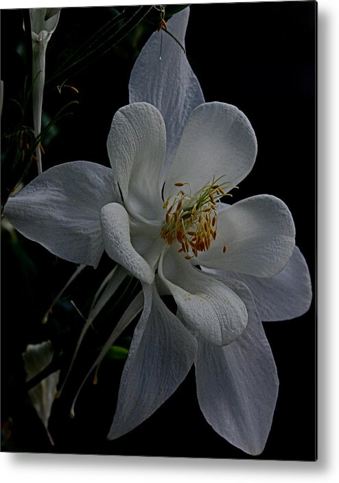 Flower Metal Print featuring the photograph Elegance #1 by Karen Harrison Brown