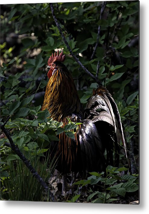 Rooster Metal Print featuring the photograph Free Range Rooster at Sunrise by Michael Dougherty
