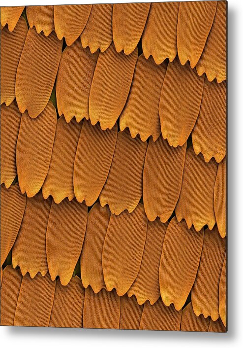 99773a Metal Print featuring the photograph Monarch Butterfly Wing Scales by Dennis Kunkel Microscopy/science Photo Library
