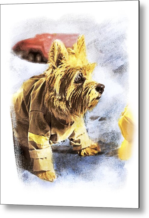 Watercolor Dog Metal Print featuring the photograph Norwich Terrier Fire Dog #2 by Susan Stone