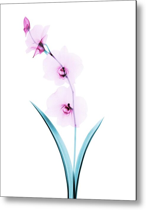 Flower Metal Print featuring the photograph Orchid Flowers #1 by Brendan Fitzpatrick