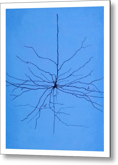 Pyramidal Cell Metal Print featuring the photograph Pyramidal Cell In Cerebral Cortex, Cajal #3 by Science Source