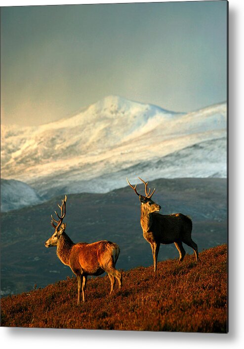 Stag Metal Print featuring the photograph Red Deer Stags #1 by Gavin Macrae