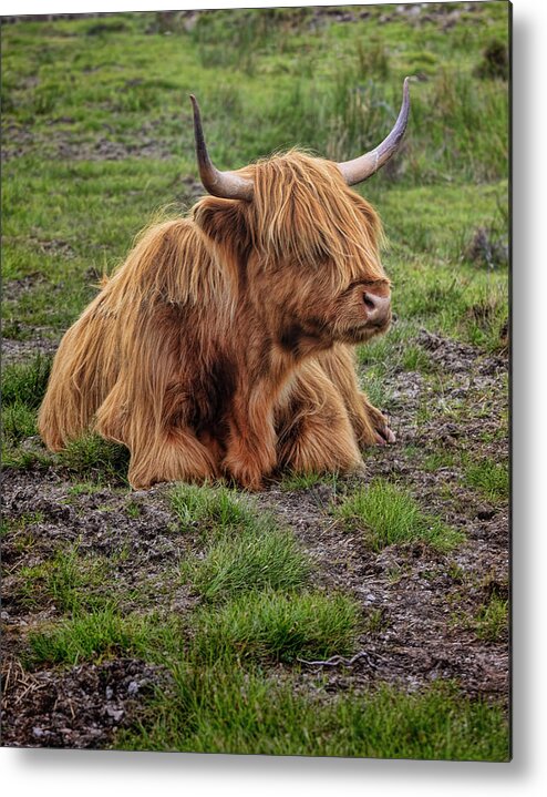 Bovine Metal Print featuring the photograph Scottish Highland Cattle #1 by Ray Kent