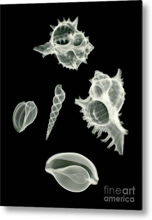 Sea Shell Metal Print featuring the photograph Sea Shell X-ray #1 by Scott Camazine