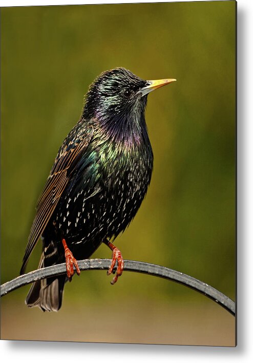 Starling Metal Print featuring the photograph Starling #1 by Paul Scoullar