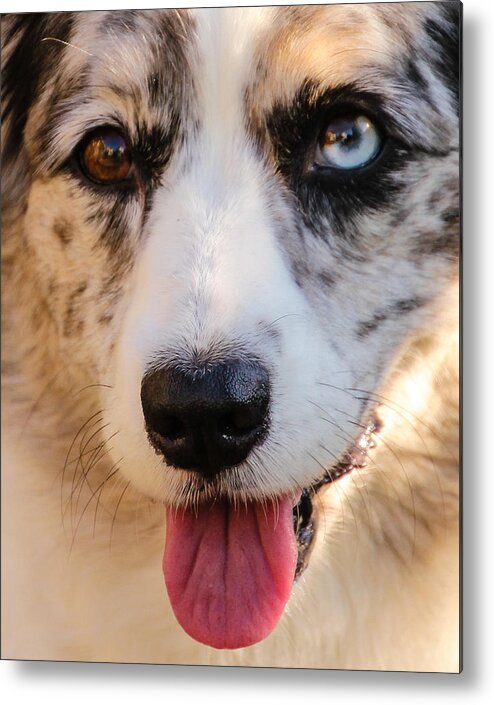 Cardigan Welsh Corgi Metal Print featuring the photograph Those Eyes #1 by Cathy Donohoue