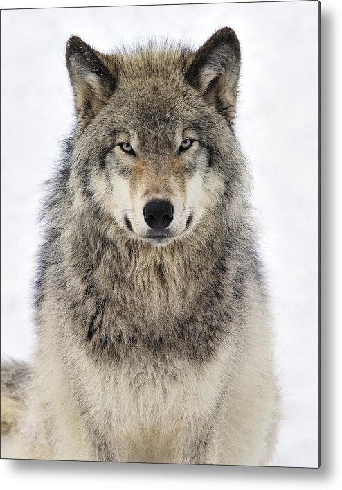 Wolf Metal Print featuring the photograph Timber Wolf Portrait by Tony Beck