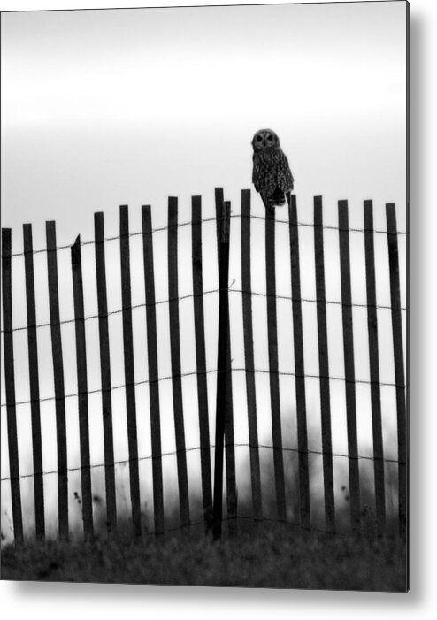 Short-eared Owl Metal Print featuring the photograph Waiting Owl by Tracy Winter