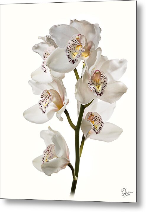 Flower Metal Print featuring the photograph White Orchids #1 by Endre Balogh