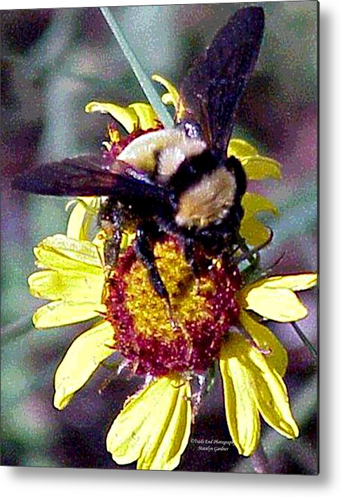  Metal Print featuring the photograph Worker Bee #1 by Matalyn Gardner