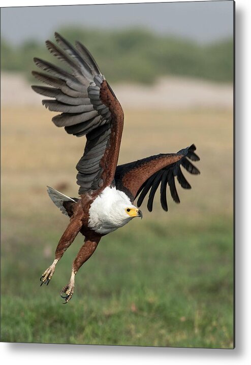 Africa Metal Print featuring the photograph African Fish Eagle #2 by Tony Camacho/science Photo Library