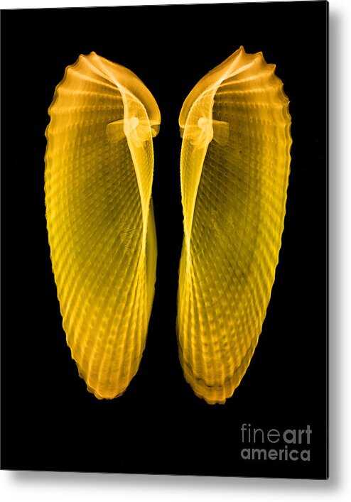 Angelwing Clam Metal Print featuring the photograph Clam Shells X-ray #2 by Bert Myers