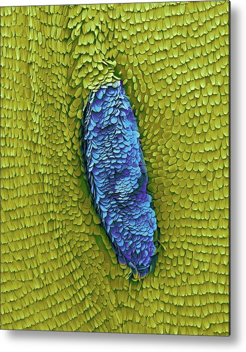 99771c Metal Print featuring the photograph Monarch Butterfly Wing #2 by Dennis Kunkel Microscopy/science Photo Library