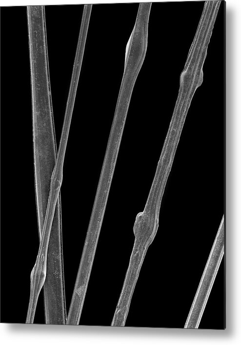 20417a Metal Print featuring the photograph Silica Glass Hair #2 by Dennis Kunkel Microscopy/science Photo Library