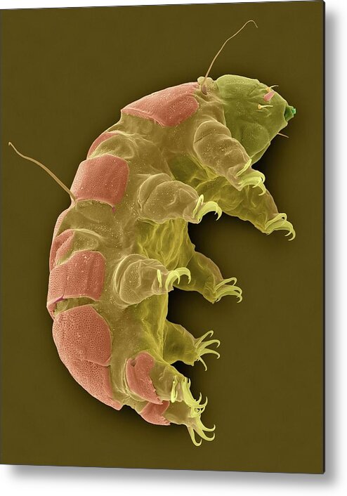 24032b Metal Print featuring the photograph Tardigrade (echiniscus Sp.) #3 by Dennis Kunkel Microscopy/science Photo Library