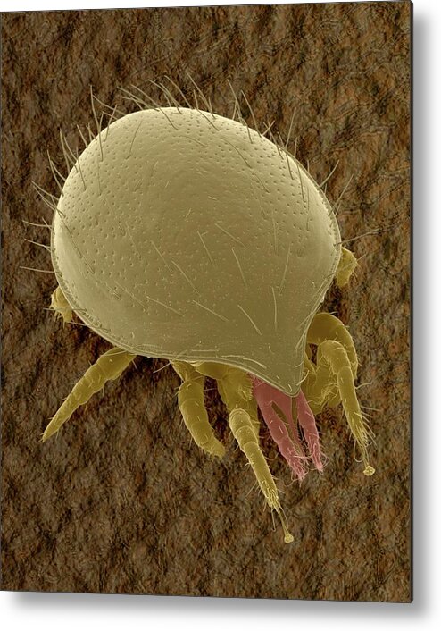 Arachnid Metal Print featuring the photograph Tortoise Mite (family Uropodidae) #3 by Dennis Kunkel Microscopy/science Photo Library